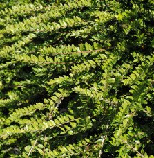 Pépinières Français PF_LONICERA-n5 LONICERA nitida ‘Maïgrun’ / Chèvrefeuille à feuilles de buis 'Maigruen'