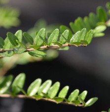 Pépinières Français PF_LONICERA-n5 LONICERA nitida ‘Maïgrun’ / Chèvrefeuille à feuilles de buis 'Maigruen'