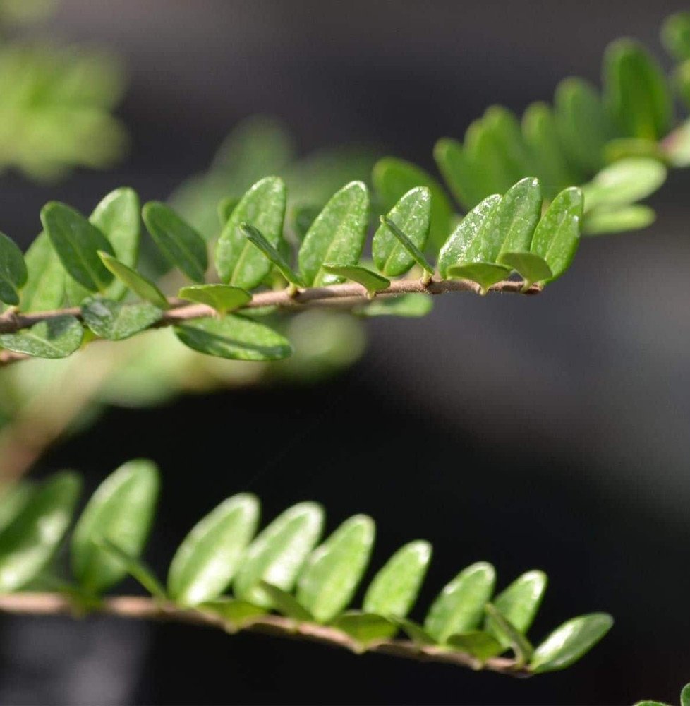 Pépinières Français PF_LONICERA-n5 LONICERA nitida ‘Maïgrun’ / Chèvrefeuille à feuilles de buis 'Maigruen'