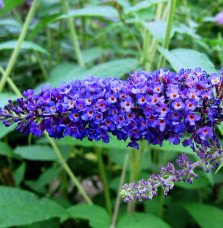 Pépinières Français PF_BUDDLEJA-d3 BUDDLEJA davidii ‘Empire bleu’ / Arbre aux papillons 'bleu'