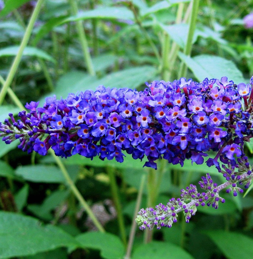 Pépinières Français PF_BUDDLEJA-d3 BUDDLEJA davidii ‘Empire bleu’ / Arbre aux papillons 'bleu'