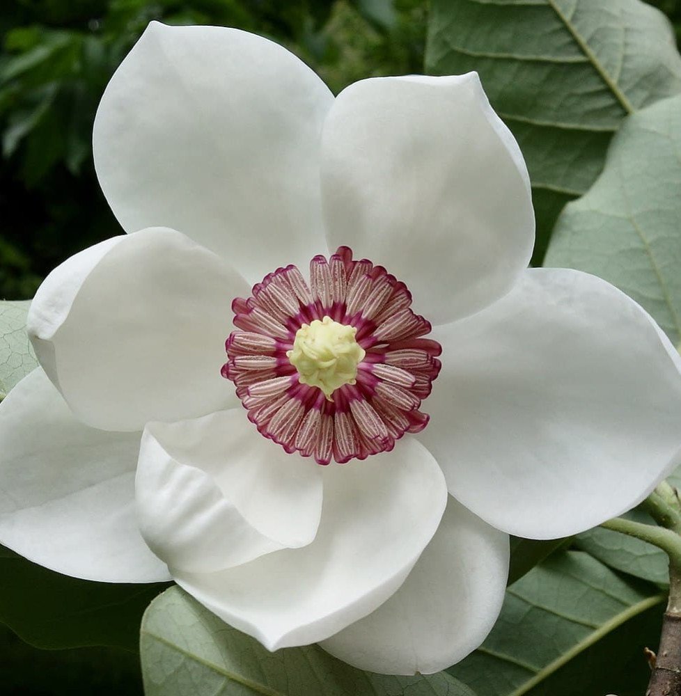 Pépinières Français PF_MAGNOLIA-g MAGNOLIA grandiflora 'Gallisioniensis' / magnolia à grandes fleurs 'Gallisoniensis'