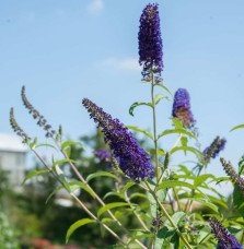 Pépinières Français PF_BUDDLEJA-d3 BUDDLEJA davidii ‘Empire bleu’ / Arbre aux papillons 'bleu'
