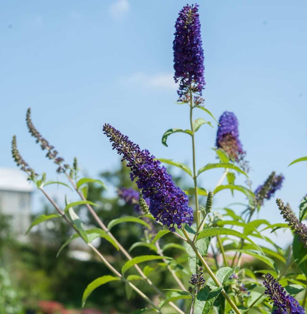 Pépinières Français PF_BUDDLEJA-d3 BUDDLEJA davidii ‘Empire bleu’ / Arbre aux papillons 'bleu'