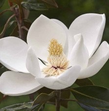 Pépinières Français PF_MAGNOLIA-g MAGNOLIA grandiflora 'Gallisioniensis' / magnolia à grandes fleurs 'Gallisoniensis'