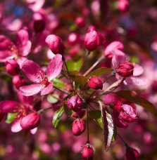 Pépinières Français PF_MALUS-flor2 MALUS floribunda Coccinea® 'Courtarou' / Pommier Coccinea® 'courtarou'