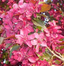 Pépinières Français PF_MALUS-flor2 MALUS floribunda Coccinea® 'Courtarou' / Pommier Coccinea® 'courtarou'