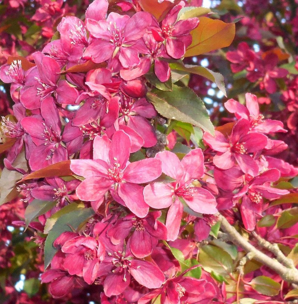Pépinières Français PF_MALUS-flor2 MALUS floribunda Coccinea® 'Courtarou' / Pommier Coccinea® 'courtarou'