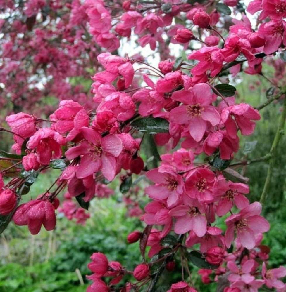 Pépinières Français PF_MALUS-flor2 MALUS floribunda Coccinea® 'Courtarou' / Pommier Coccinea® 'courtarou'