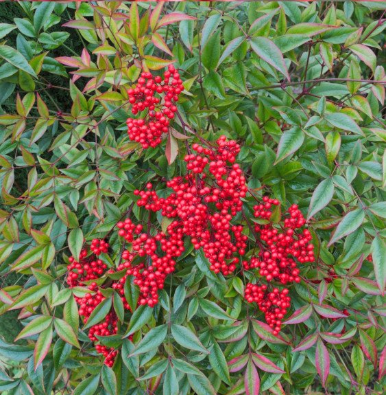 Pépinières Français PF_NANDINA-do NANDINA domestica / Bambou sacré