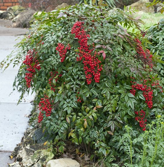 Pépinières Français PF_NANDINA-do NANDINA domestica / Bambou sacré