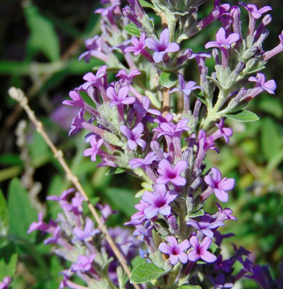 Pépinières Français PF_BUDDLEJA-a BUDDLEJA alternifolia / Arbre aux papillons à feuilles alternes