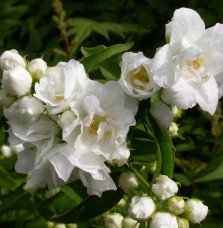 Pépinières Français PF_PHILADELPH5 PHILADELPHUS ‘Bouquet Blanc’ / Seringat de Perse 'Bouquet Blanc'