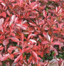 Pépinières Français PF_PHOTINIA-x PHOTINIA x fraseri ‘Little Red Robin’ / Photinia nain