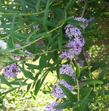 Pépinières Français PF_BUDDLEJA-a BUDDLEJA alternifolia / Arbre aux papillons à feuilles alternes
