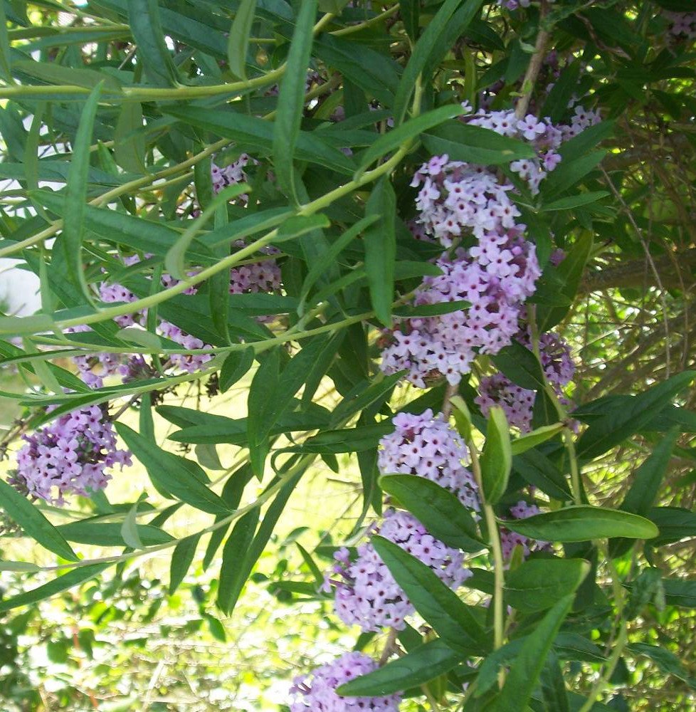 Pépinières Français PF_BUDDLEJA-a BUDDLEJA alternifolia / Arbre aux papillons à feuilles alternes