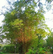 Pépinières Français PF_Phyllostac6 Phyllostachys aurea / Bambou doré