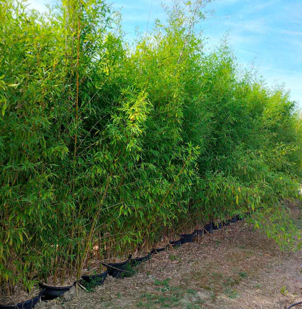 Pépinières Français PF_Phyllostac6 Phyllostachys aurea / Bambou doré