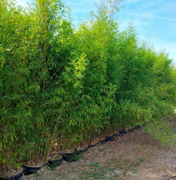Pépinières Français PF_Phyllostac6 Phyllostachys aurea / Bambou doré