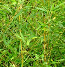 Pépinières Français PF_Phyllostac6 Phyllostachys aurea / Bambou doré
