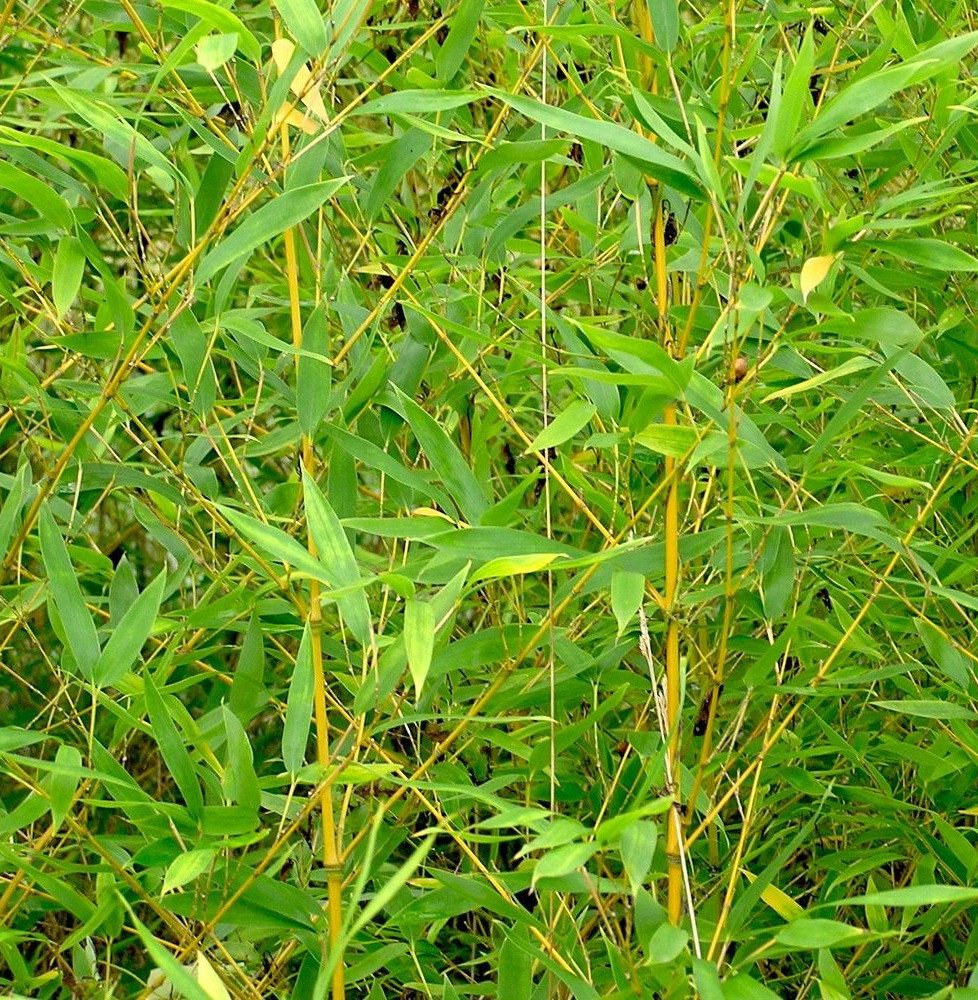 Pépinières Français PF_Phyllostac6 Phyllostachys aurea / Bambou doré