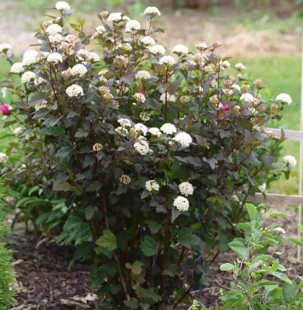 Pépinières Français PF_PHYSOCARPU PHYSOCARPUS opulifolia ‘Diabolo’ / Physocarpe à feuilles pourpre