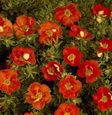 Pépinières Français PF_Potentilla5 Potentilla fruticosa ‘Red ace’ / Potentille rouge