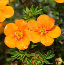 Pépinières Français PF_Potentilla9 Potentilla fruticosa ‘Tangerine’ / Potentille orange