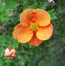 Pépinières Français PF_Potentilla9 Potentilla fruticosa ‘Tangerine’ / Potentille orange
