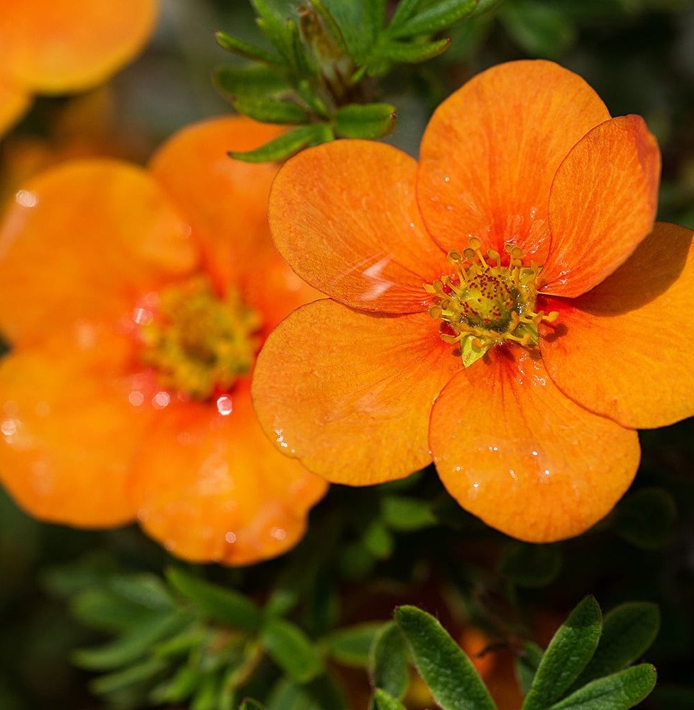 Pépinières Français PF_Potentilla9 Potentilla fruticosa ‘Tangerine’ / Potentille orange