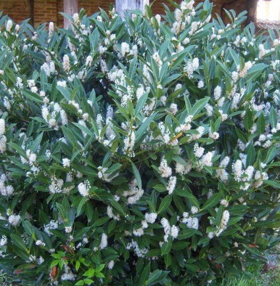 Pépinières Français PF_PRUNUS-lau PRUNUS laurocerasus ‘Otto Lyuken’ / Laurier-Cerise 'Otto Luyken'