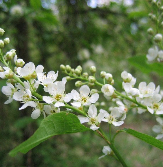 Pépinières Français PF_PRUNUS-pad PRUNUS padus / Cerisier à grappes