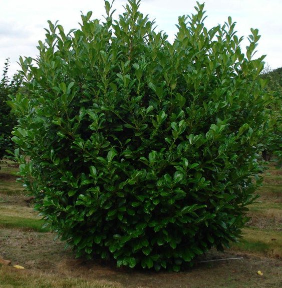 Pépinières Français PF_prunus-lau8 prunus laurocerasus rotundifolia' / Laurier-Cerise 'Rotundifolia'