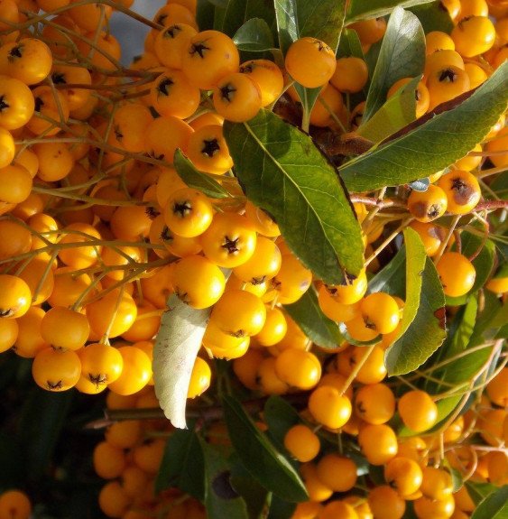Pépinières Français PF_PYRACANTHA3 PYRACANTHA ‘Soleil d’or’ / Buisson ardent 'Soleil D'or'