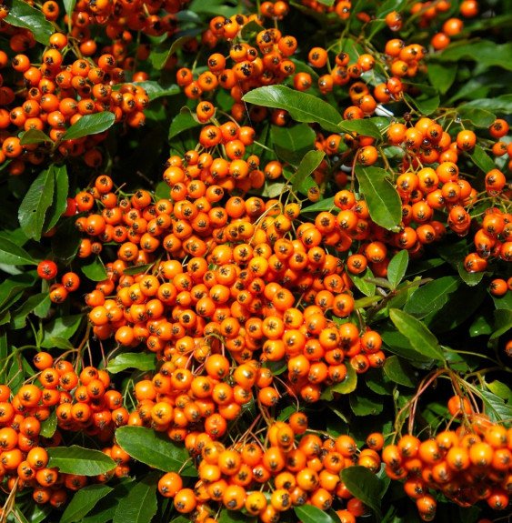 Pépinières Français PF_PYRACANTHA38 PYRACANTHA ‘Orange Glow’ / Buisson ardent 'Orange Glow'
