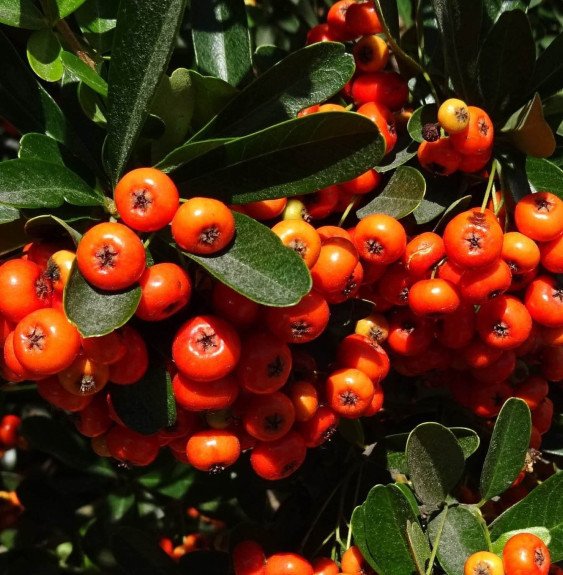 Pépinières Français PF_PYRACANTHA38 PYRACANTHA ‘Orange Glow’ / Buisson ardent 'Orange Glow'