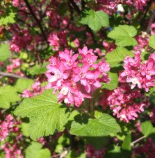 Pépinières Français PF_RIBES-sang RIBES sanguineum / Groseillier à fleurs