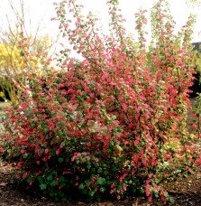 Pépinières Français PF_RIBES-sang RIBES sanguineum / Groseillier à fleurs