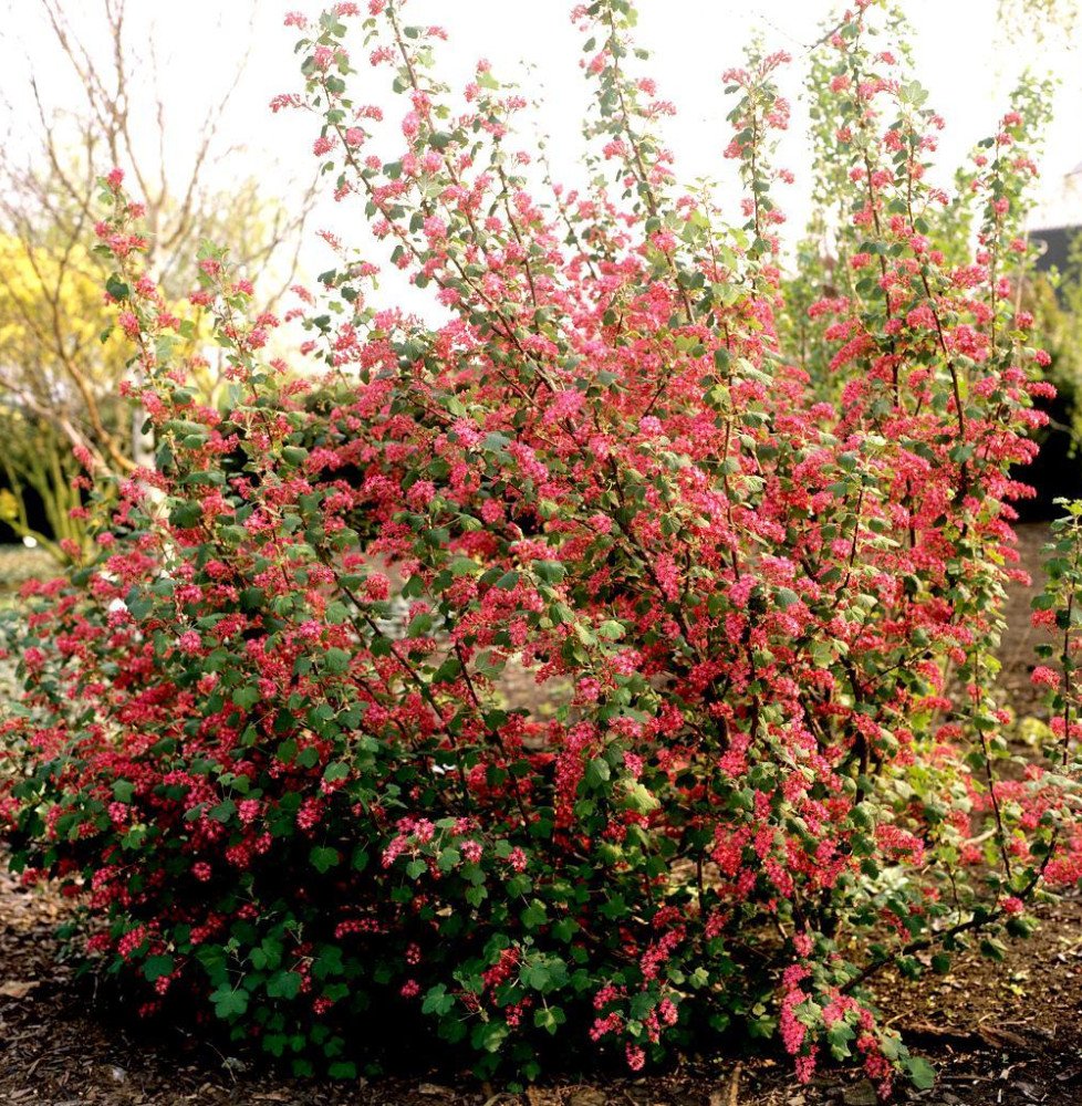 Pépinières Français PF_RIBES-sang RIBES sanguineum / Groseillier à fleurs