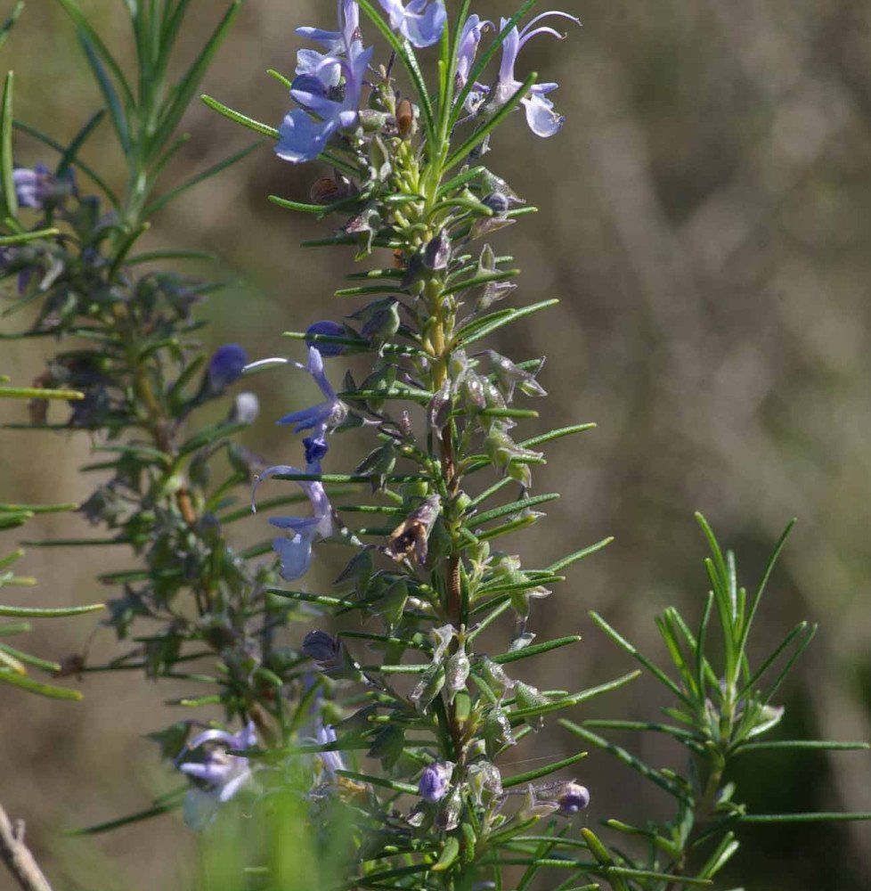 Pépinières Français PF_ROSMARINUS ROSMARINUS officinalis / Romarin officinal
