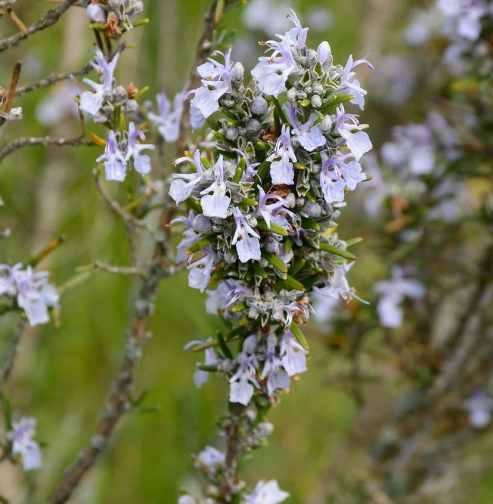 Pépinières Français PF_ROSMARINUS ROSMARINUS officinalis / Romarin officinal