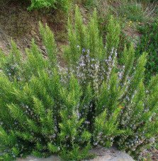 Pépinières Français PF_ROSMARINUS ROSMARINUS officinalis / Romarin officinal