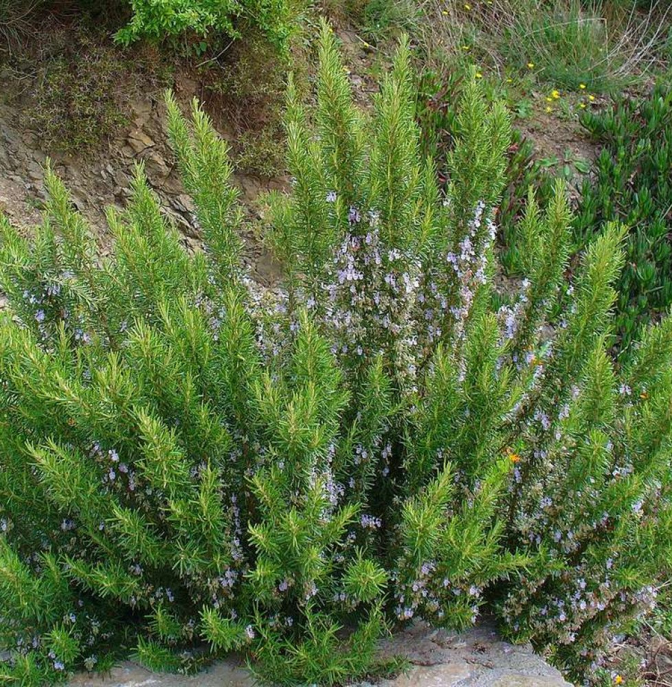 Pépinières Français PF_ROSMARINUS ROSMARINUS officinalis / Romarin officinal