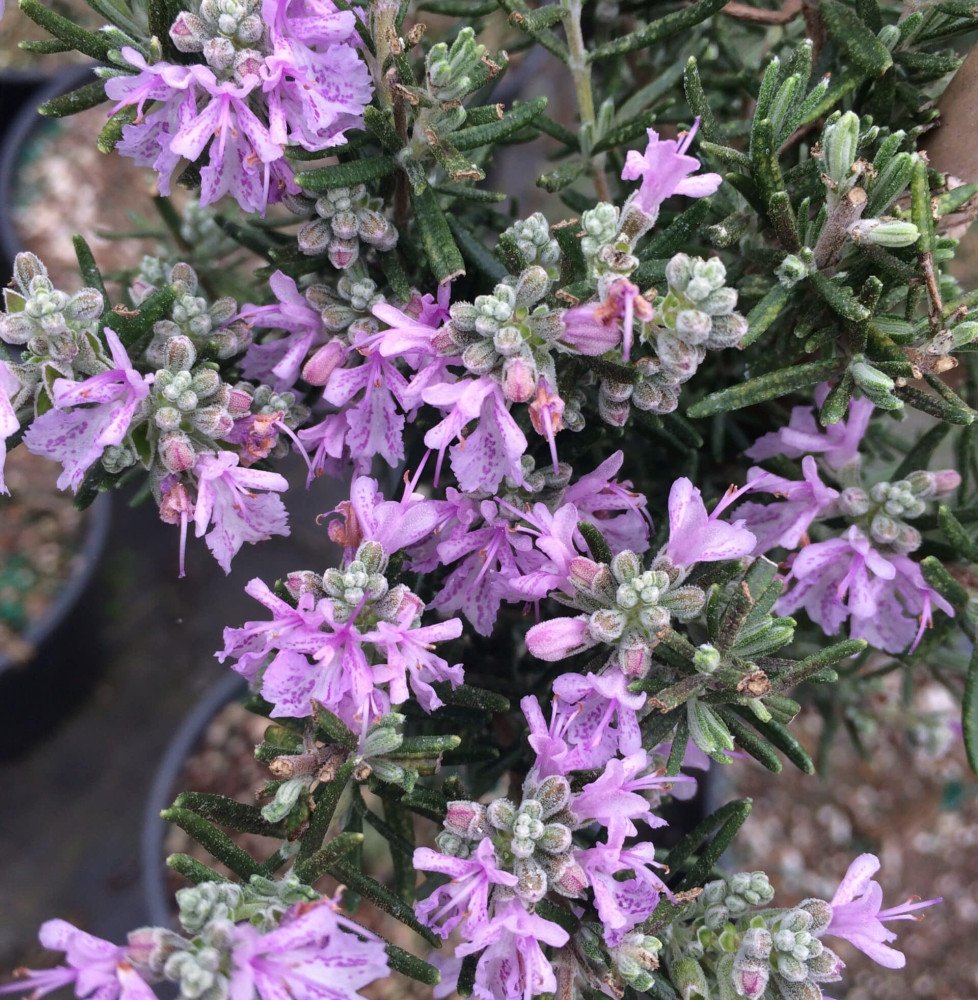 Pépinières Français PF_Rosmarinus78 Rosmarinus officinalis 'Majorca Pink' / Rosmarinus officinalis 'Majorca Pink'