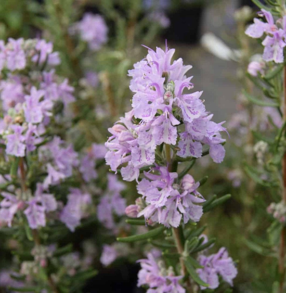 Pépinières Français PF_Rosmarinus78 Rosmarinus officinalis 'Majorca Pink' / Rosmarinus officinalis 'Majorca Pink'