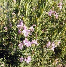 Pépinières Français PF_Rosmarinus78 Rosmarinus officinalis 'Majorca Pink' / Rosmarinus officinalis 'Majorca Pink'
