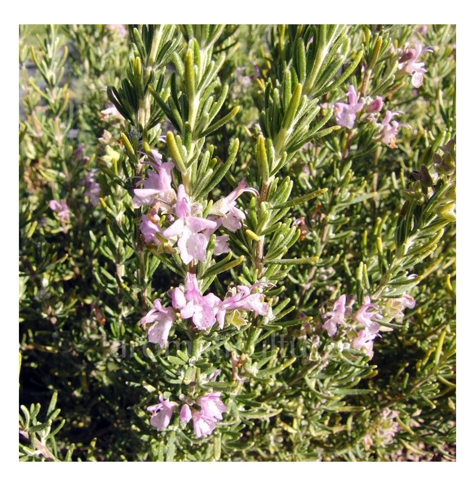 Pépinières Français PF_Rosmarinus78 Rosmarinus officinalis 'Majorca Pink' / Rosmarinus officinalis 'Majorca Pink'