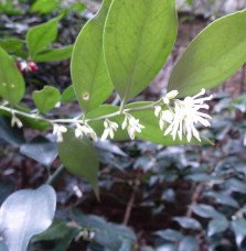 Pépinières Français PF_SARCOCOCCA SARCOCOCCA ruscifolia / Sarcococca