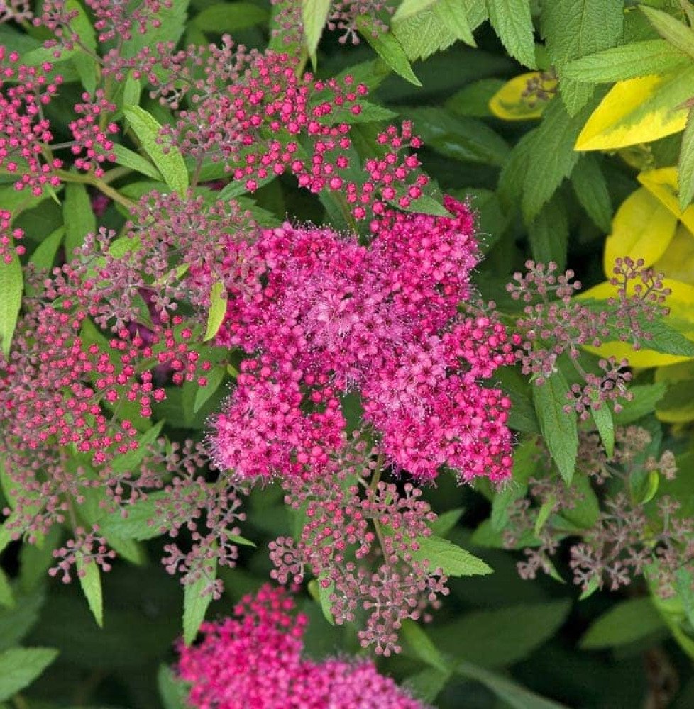 Pépinières Français PF_SPIRAEA-ja SPIRAEA japonica ‘Crispa’ / Spirée japonaise 'Crispa'