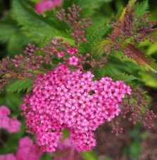 Pépinières Français PF_SPIRAEA-ja SPIRAEA japonica ‘Crispa’ / Spirée japonaise 'Crispa'